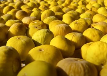 Turkey again tops list of EU’s food safety violators as its exports face widespread rejections