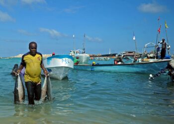Turkey’s controversial military fund gains sweeping control over Somalia’s fisheries